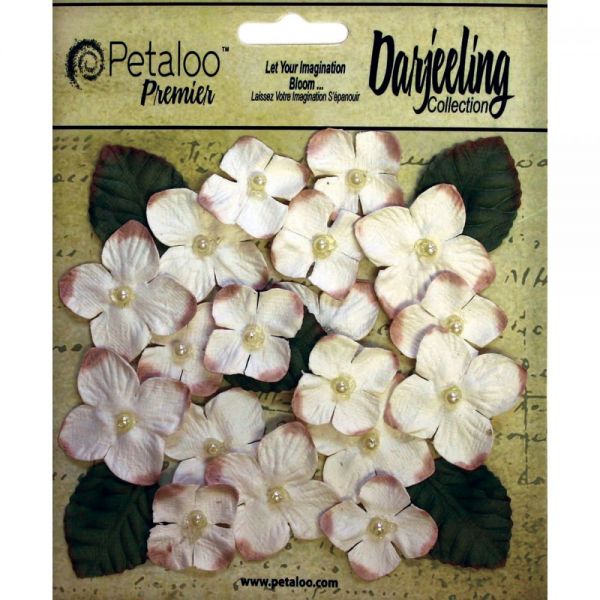NOTM291291 Darjeeling Hydrangeas 1" - 1.5" 24/Pkg
