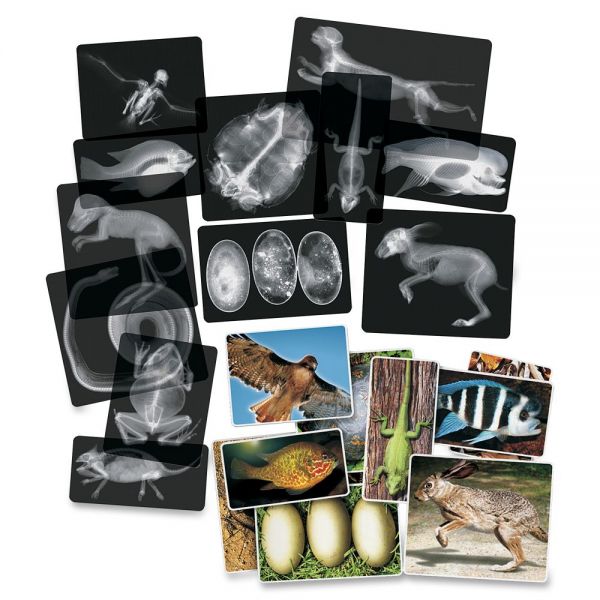 RYLR5910 Roylco Animal X-Rays Set