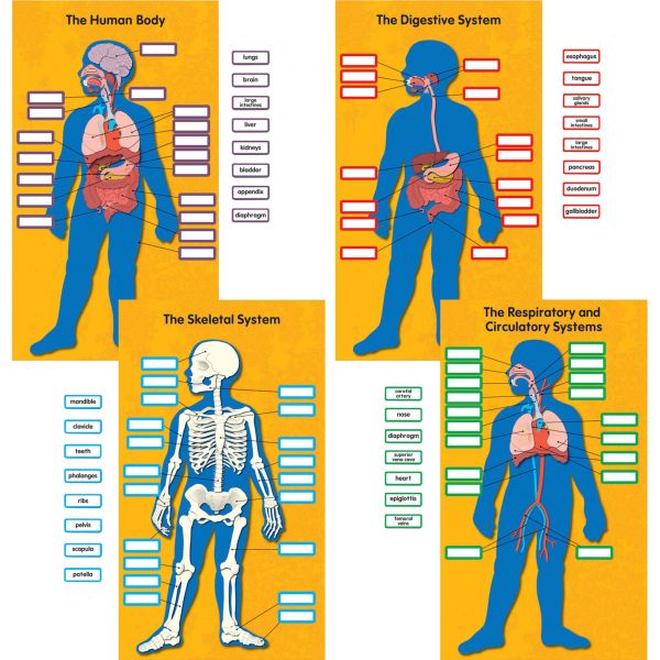 CDP110178 Human Body Bulletin Board Set